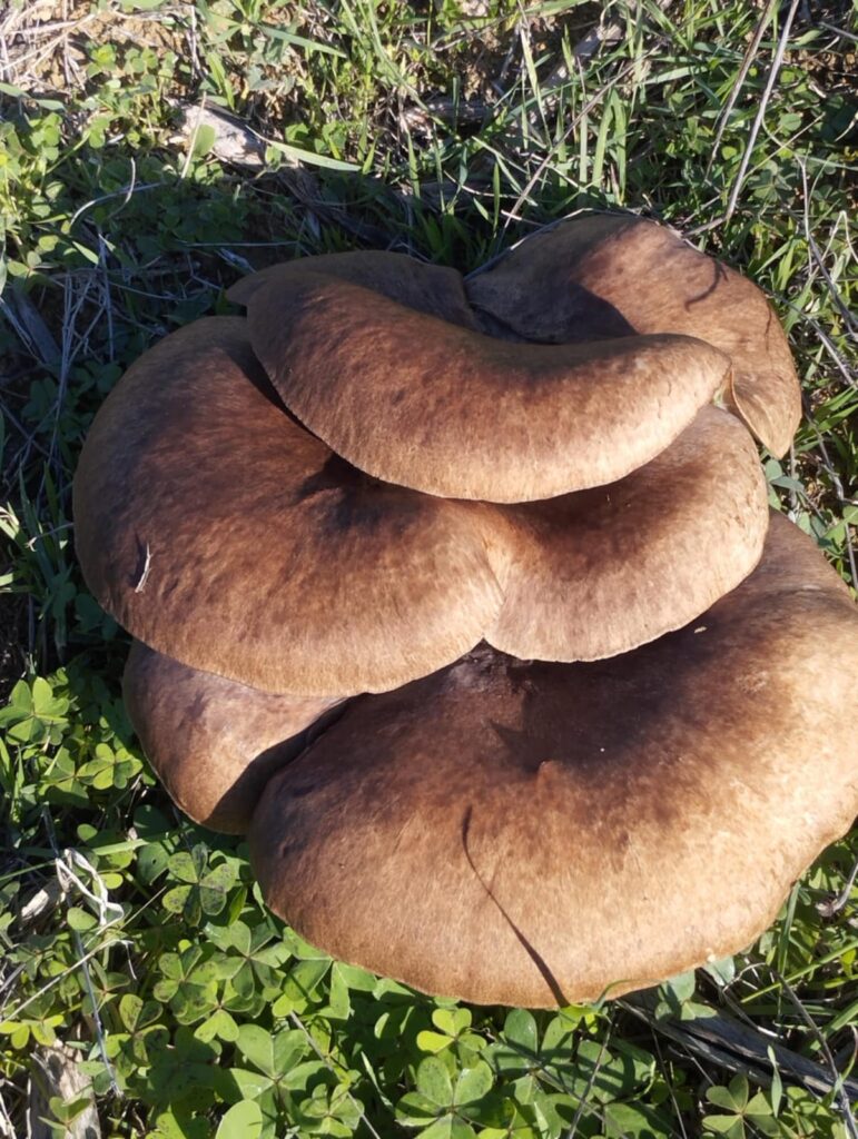 Montemaggiore Belsito,raccolto un fungo di quasi 3kg