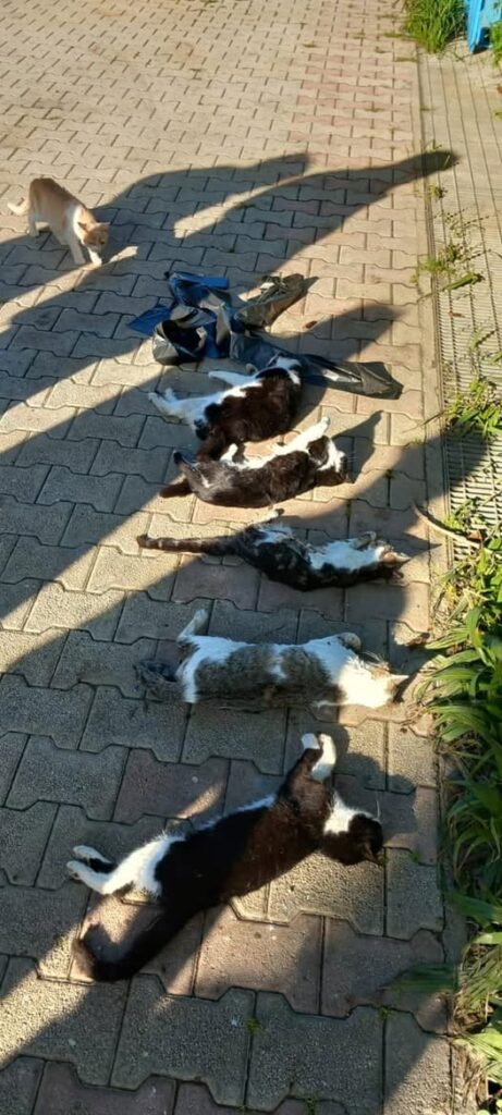 Moria di gatti al Porto di Cefalù. Il sindaco: difficile pensare ad un evento naturale o accidentale