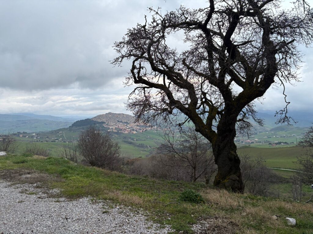 Gangi: perso il finanziamento per la valorizzazione del Mandorlo amaro.La replica del Comune