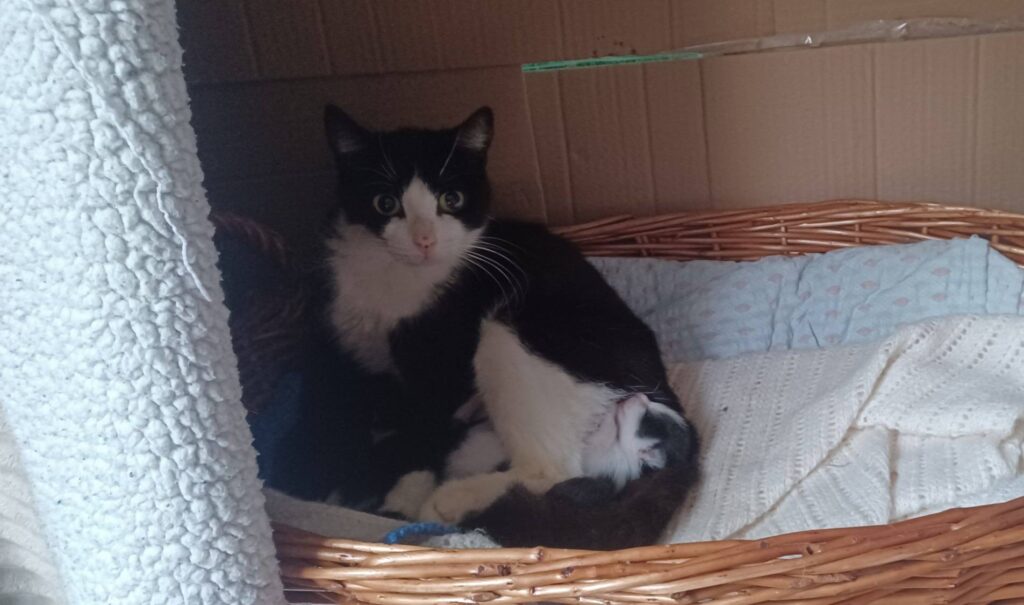 ZampAmica Cefalù: Sos, cibo per gattini