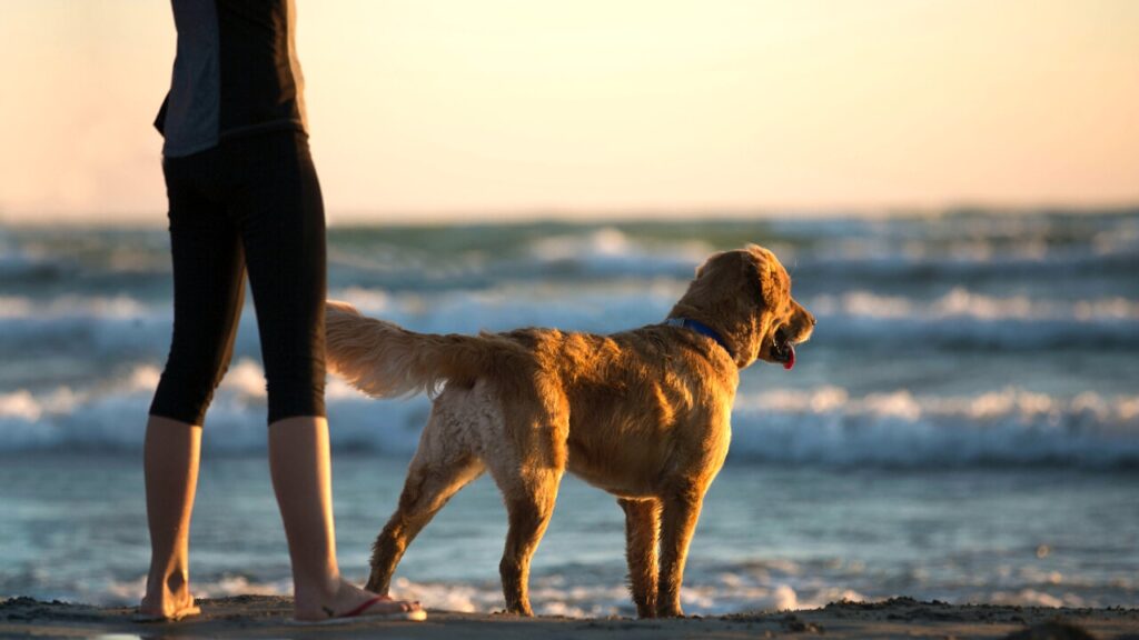 Animali d’affetto, l’assessore al Territorio vara il regolamento che consente di portali in ufficio