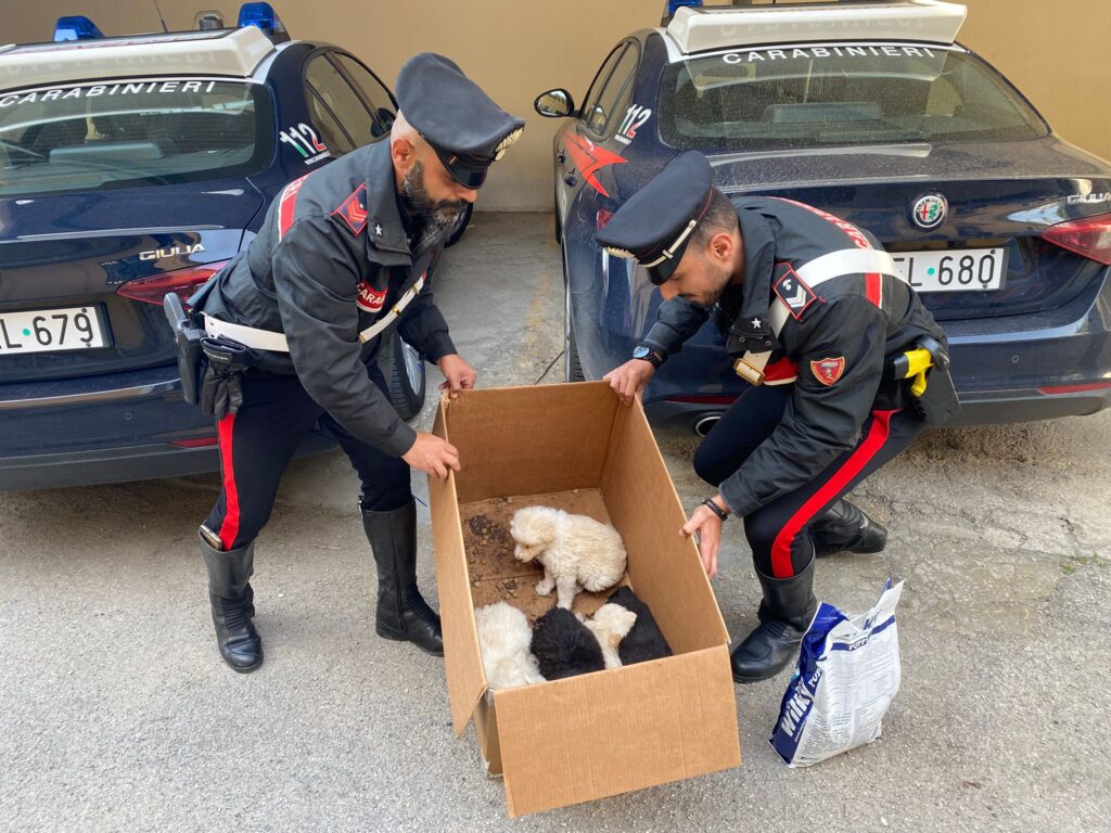 Lercara Friddi, 8 cuccioli abbandonati recuperati dai Carabinieri