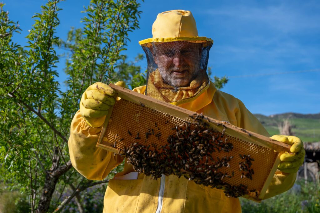 Agricoltura, Ocm miele: pubblicate le graduatorie per la campagna apistica 2024/2025