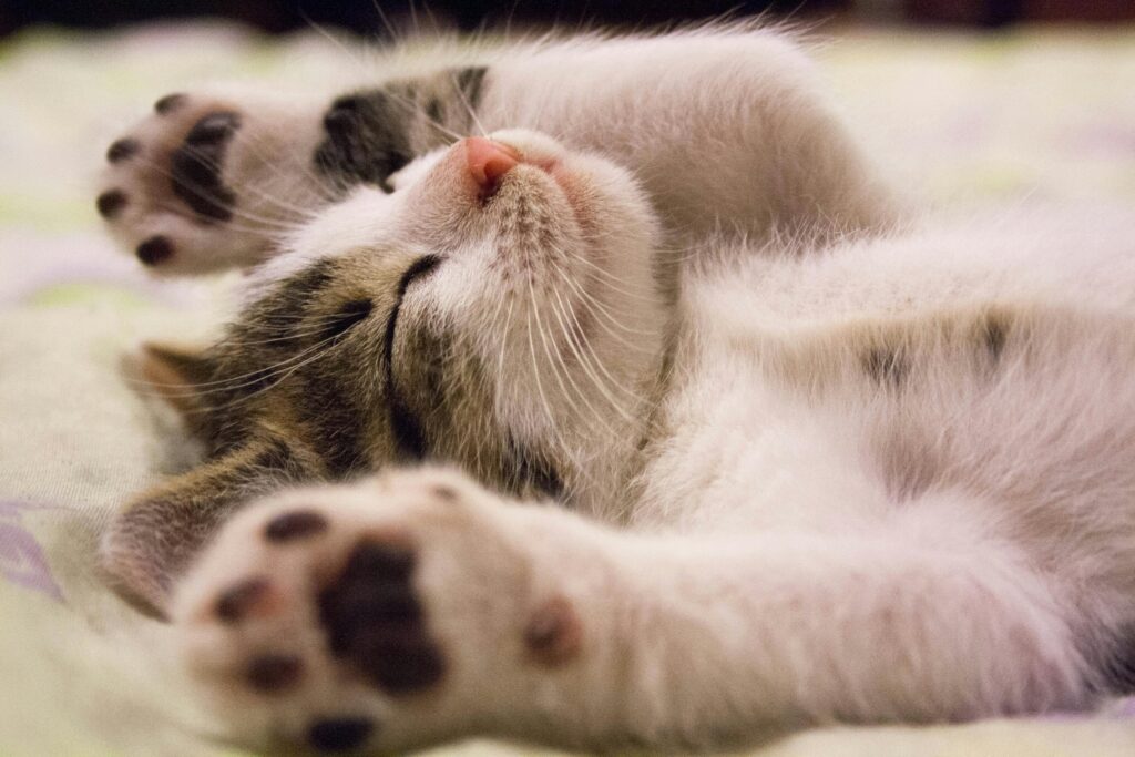 Fecero una Tac ad un gatto in ospedale, 4 indagati