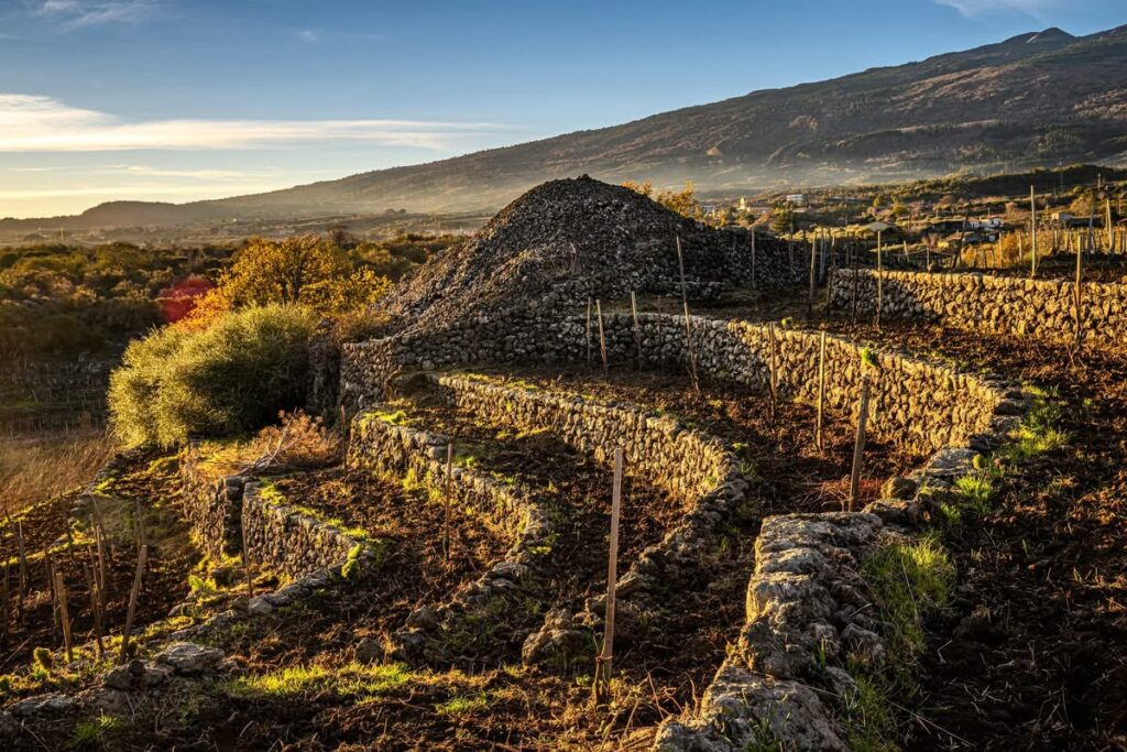 Progetto Di-Vino: al via i tour dei vigneti del percorso esperienziale “Custodisci i muretti a secco