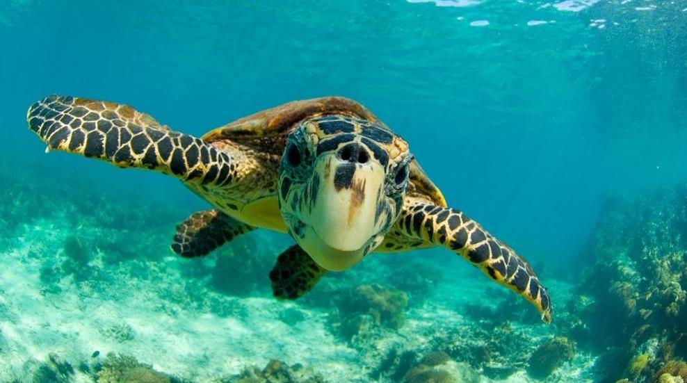 16 GIUGNO: GIORNATA MONDIALE DELLE TARTARUGHE MARINE     