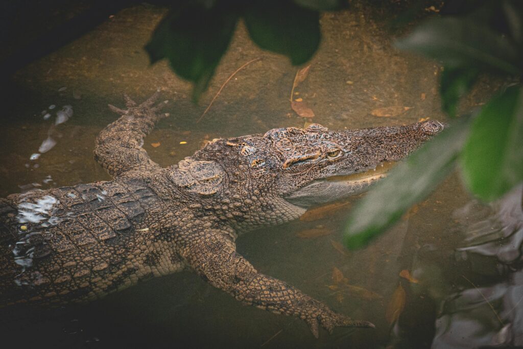I 10 ANIMALI PIU’ LONGEVI AL MONDO +1…..