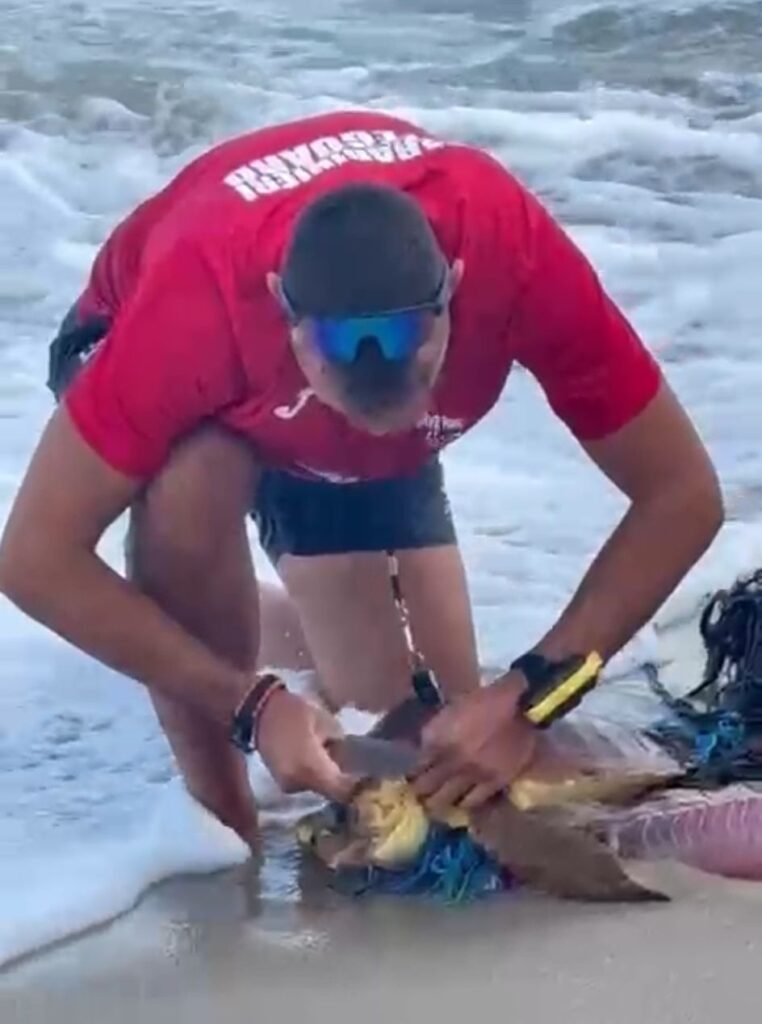 Tartaruga marina salvata dai bagnini del Lido del Carabiniere a Isola delle Femmine