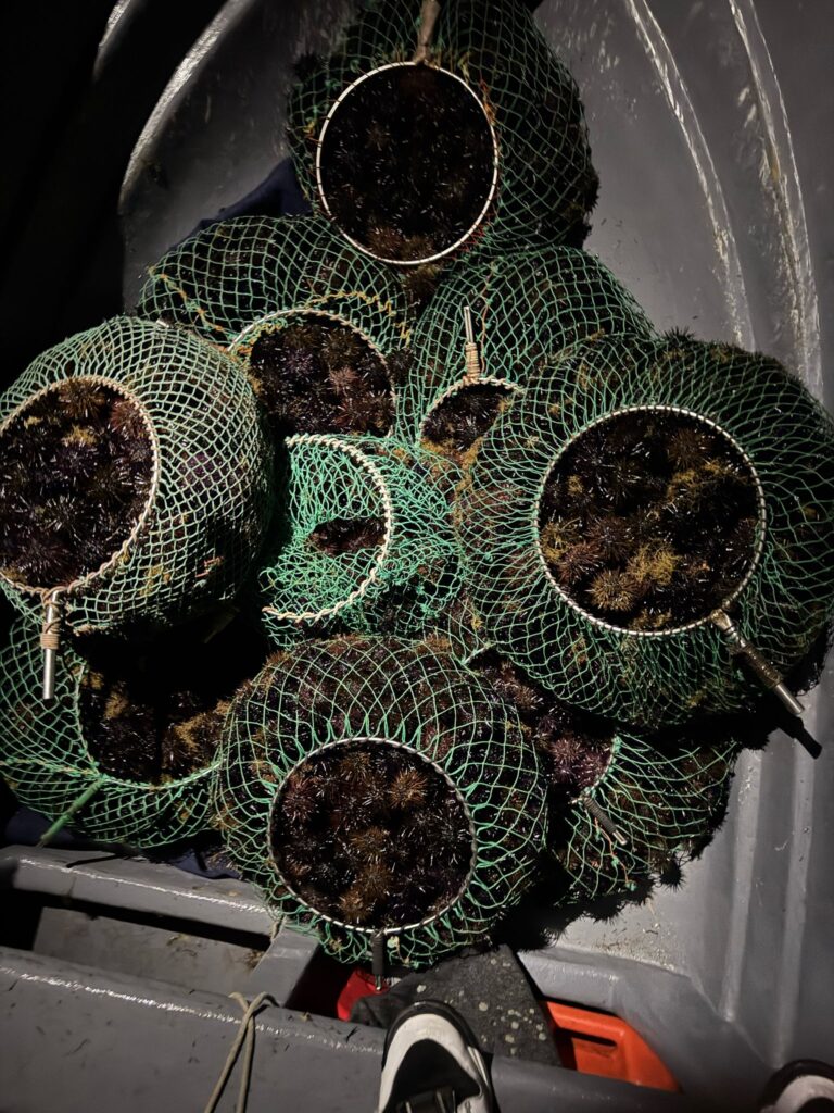 Scoperti due pescatori di frodo in area marina protetta denunciati dai Carabinieri