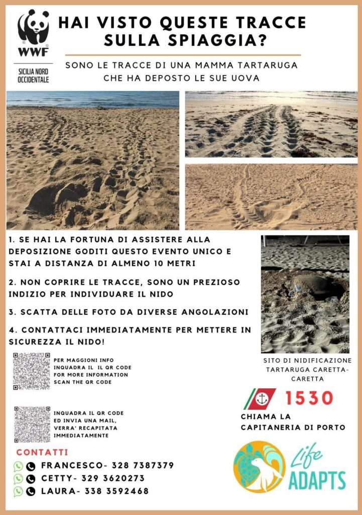 WWF: Cosa fare se si avvista una tartaruga marina