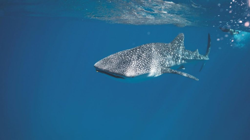 IL PESCE ALIENO MINACCIA IL MARE | Ha 495 denti e sta girando anche a Ferragosto: allerta massima
