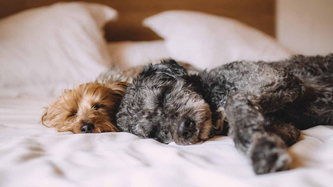Animali domestici, nuovo Bonus 500€ | Basta possederne soltanto uno: ecco come riscuoterlo