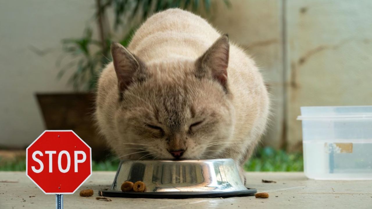 Attenzione a cosa dai da mangiare al gatto: cibo da evitare