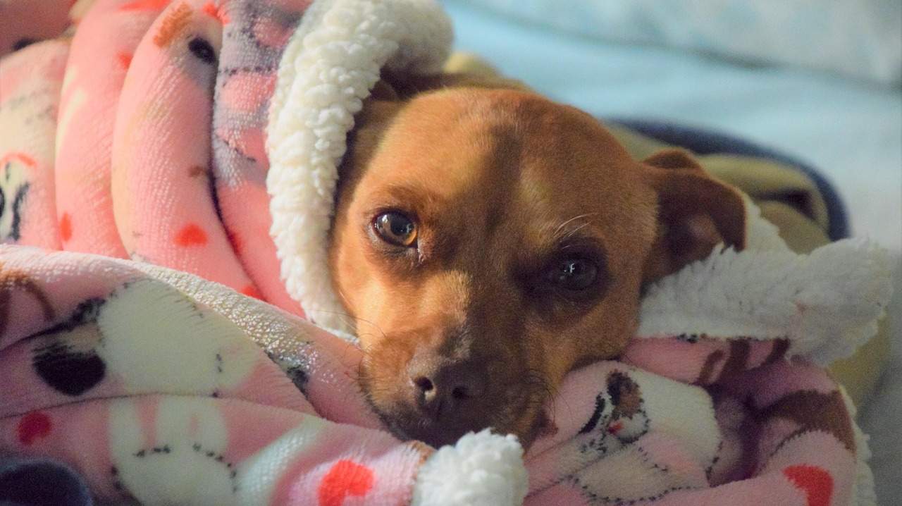 Cane malato