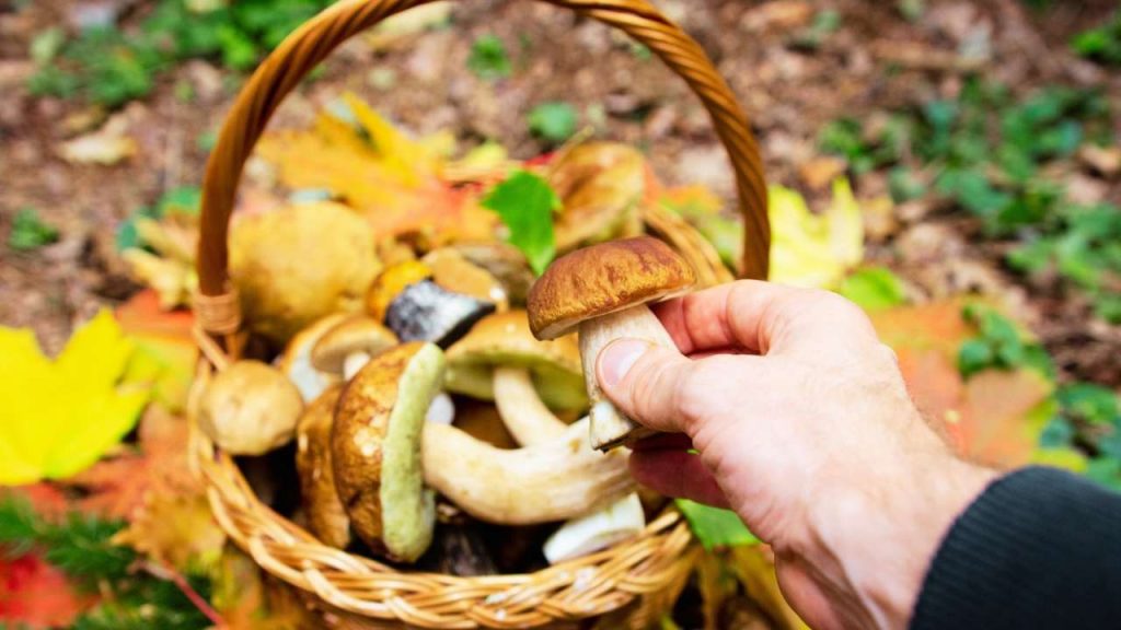 Castelbuono Festa dei funghi 2025, boom di visitatori per la 19ª edizione tra gusto, musica e tradizione