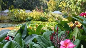 Orto botanico di Palermo (Instagram @ortobotanic.palermo) Madonielive.com (1)