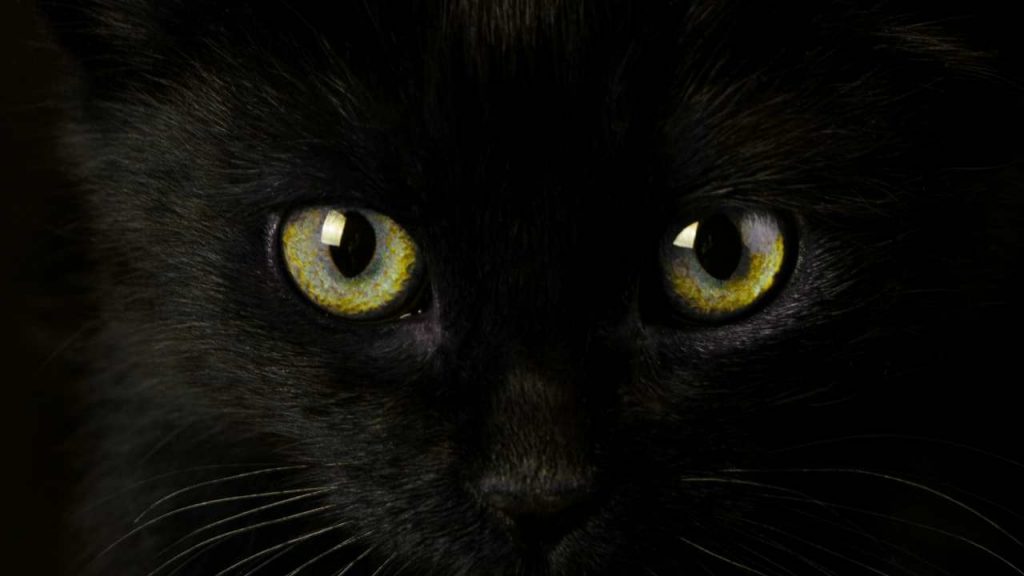 Superstizione, gatto nero