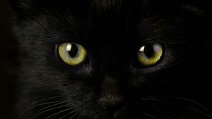 Superstizione, gatto nero