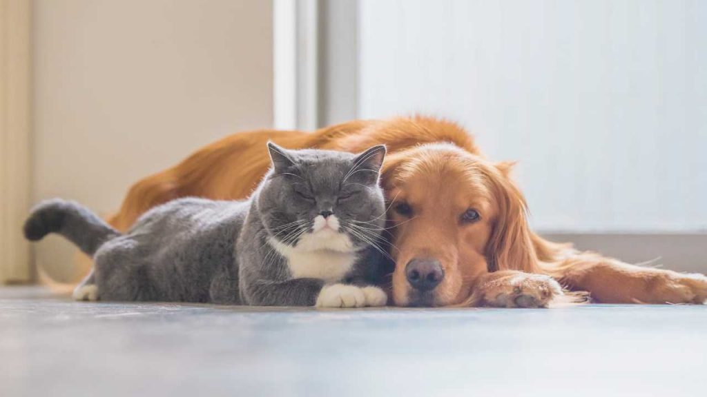 Animali domestici, cane e gatto