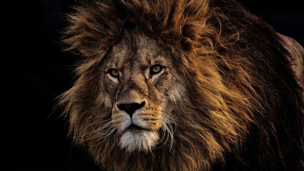 Il leone più grande di sempre