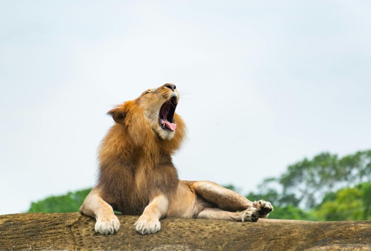 La differenza con gli altri leoni